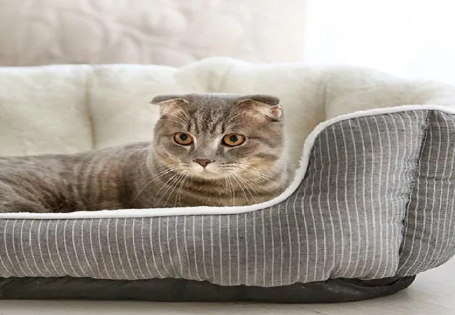 The Best Beds for Multi Cat Homes: Reduce Conflict & Create Peace
