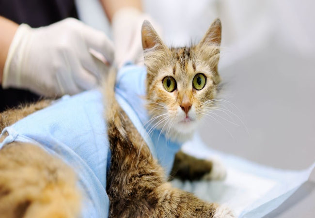 The Essential 2025 Guide to Spaying & Neutering Your Cat’s Health 🐾