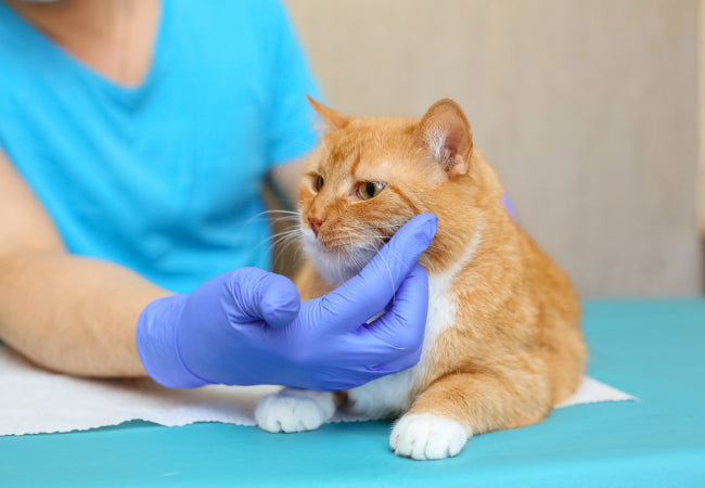 The Importance of Vet Check Ups for Cats: A 2025 Wellness Guide 🐱