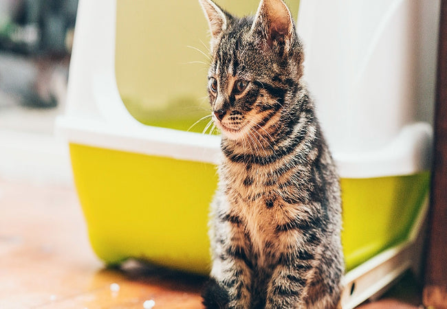 The Perfect Litter Box Setup: A Vet-Approved Guide