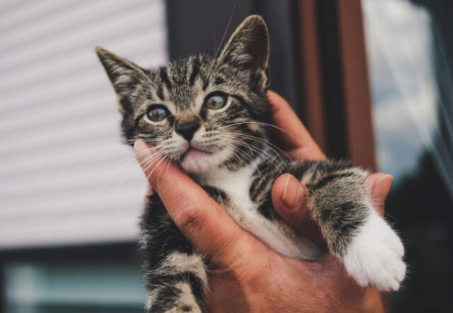 The Complete Guide to Your Cat’s Life Stages: Kitten to Senior
