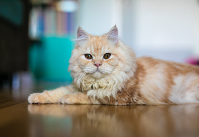 Top 10 Family Friendly Cat Breeds: Vet Approved Guide