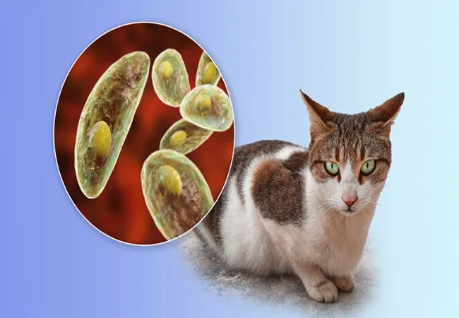 Toxoplasmosis in Cats 2025: Risks, Prevention & Treatment Guide 🐱
