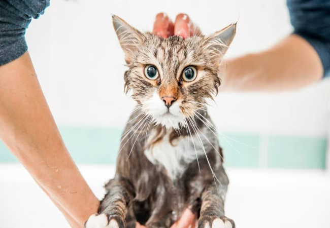 Train Your Cat to Like Water 2025: Vet Approved Tips & Bathing 🐱💧