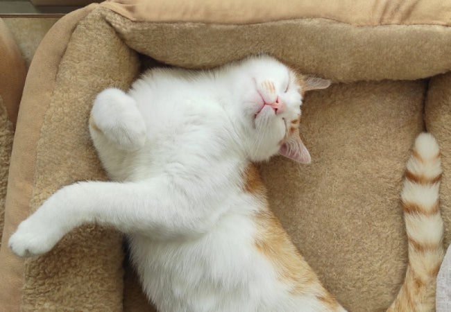 Transition Your Cat’s Bed: Vet-Approved Tips for Adult Cats