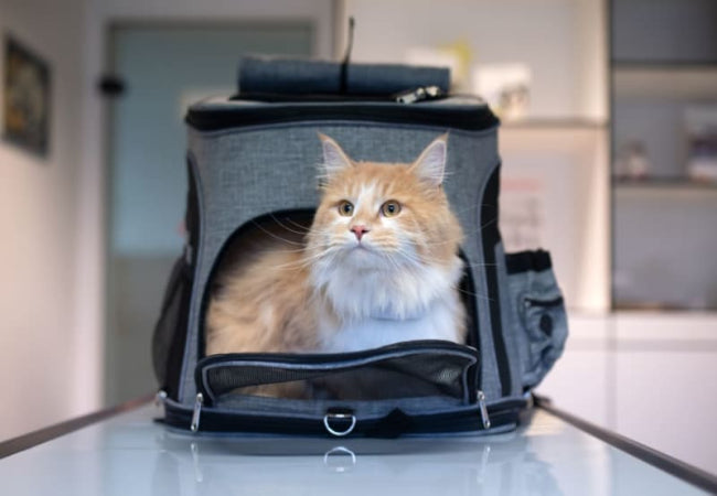 Traveling with Cats in 2025: Stress Free Tips for Happy Journeys ✈️