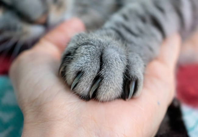Understanding Cat Claws 2025: Purpose, Care & Behavior 🐾