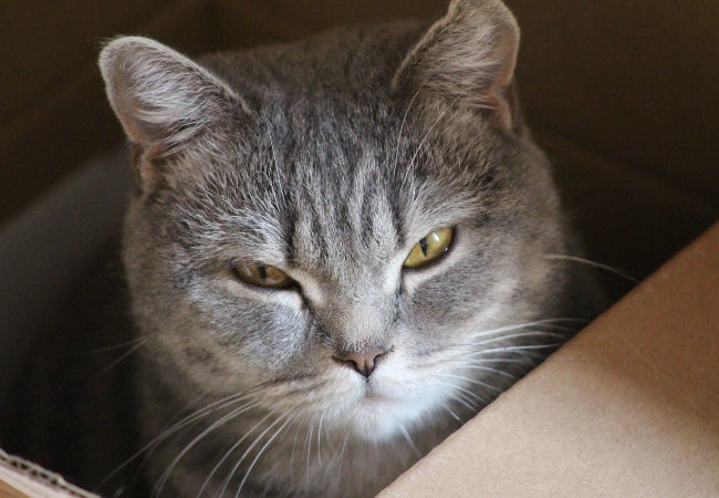 Understanding Your Cat’s Behavior: A Guide for Cat Parents
