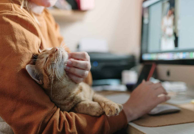 Unraveling the Healing Power of Purring – A Vet Endorsed Guide
