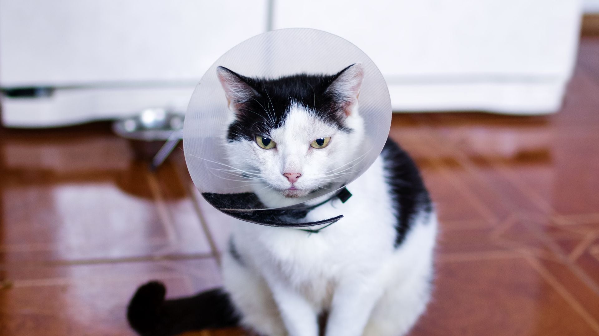 Cat sitting on floor in a cone. 