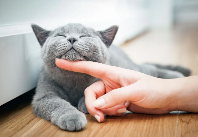 Vet-Approved 2025 Guide: How to Keep Your Cat Healthy 🐱✨