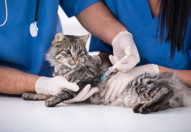 Veterinarian administering a vaccine injection to a gray tabby cat while gently holding it on a table.