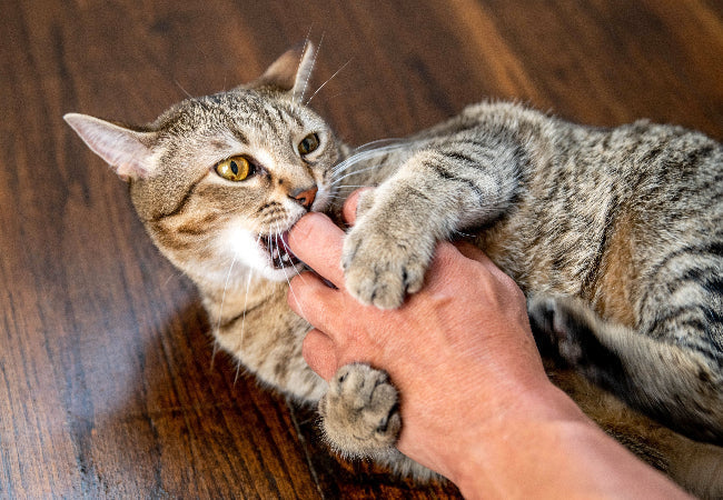 Vet-Approved Guide: Preventing Cat Biting and Scratching