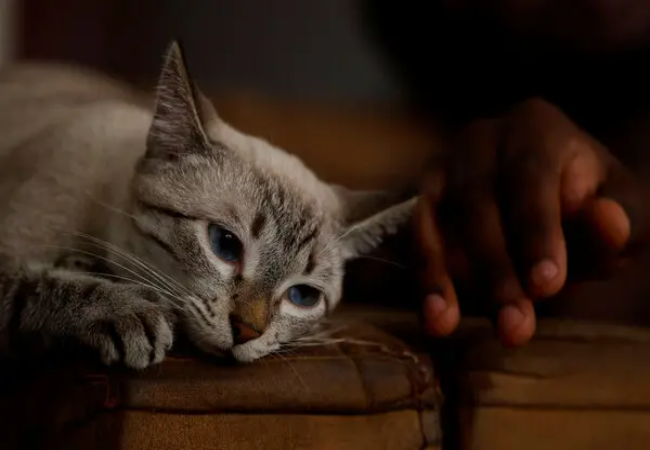 Vet-Approved 2025 Guide: The Remarkable Sense of Smell in Cats 🐱👃
