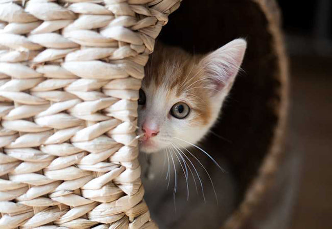 Vet-Approved 2025 Guide: Understanding Cat Anxiety 🐱💛