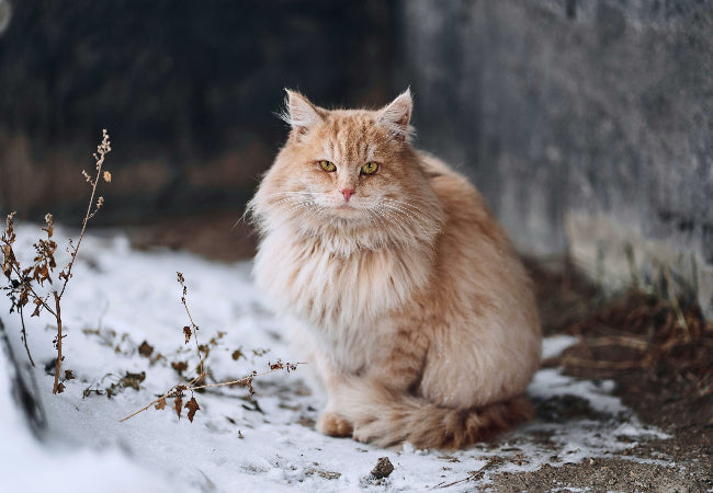 Vet-Approved 2025 Tips: Keeping Your Cat Warm in Winter ❄️🐱