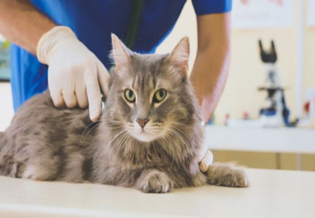 Vet-Approved Tips to Help Your Cat Sleep Better