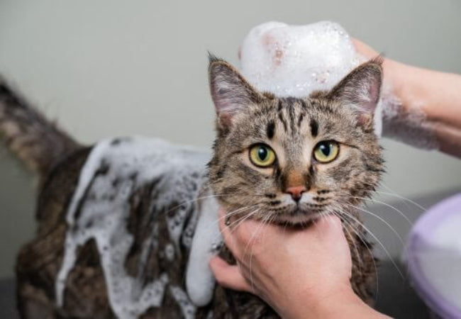 Vet Approved 2025 Cat Grooming Guide: Keep Your Feline Healthy & Happy ✂️🐱