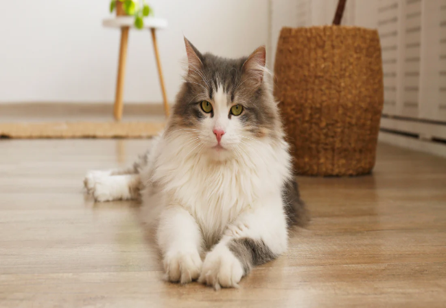 Vet Approved 2025 Guide: Manage Cat Shedding for a Fur Free Home 🧹