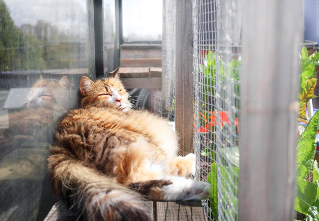 Vet Approved Guide to Catios: Safe Outdoor Fun for Your Cat!