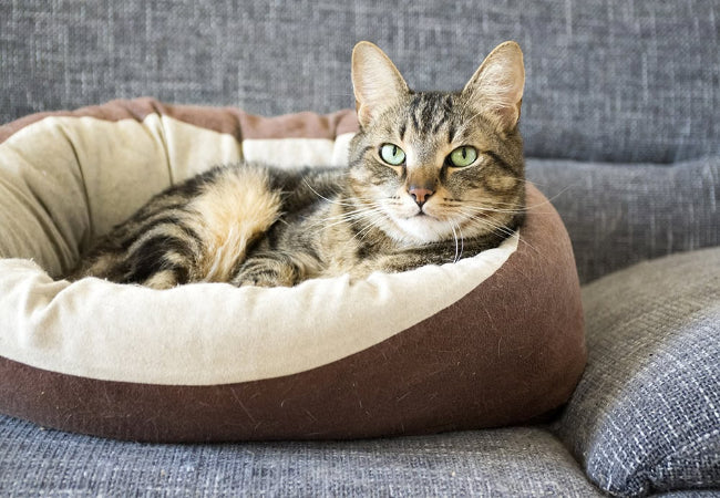 Vet’s Guide: Best Cat Beds for Kittens, Adults & Seniors