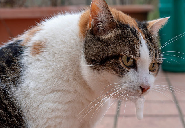 Vomiting in Cats: Causes & When to See a Vet Guide