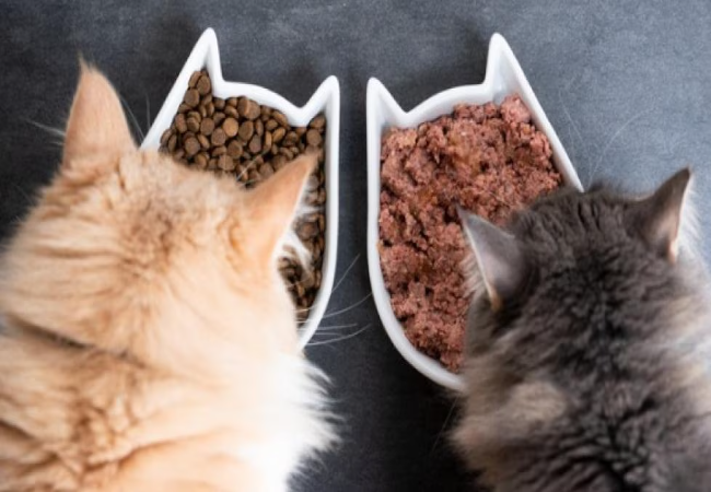 Wet vs Dry Cat Food 2025: Vet Tips for a Healthy Feline Diet 💧🐱