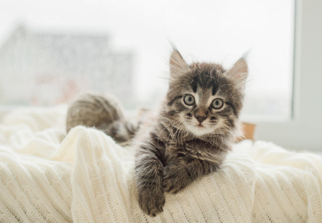When Is a Kitten No Longer a Kitten 2025: Vet-Approved Guide 🐱