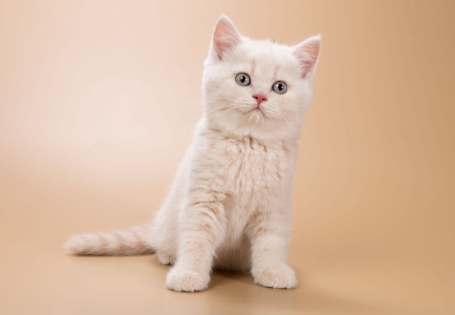 White Cats 2025: Coat Types, Lengths & Adaptations Explained ❄️