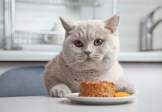 Why Cats Are Obligate Carnivores: Vet Approved Diet Guide