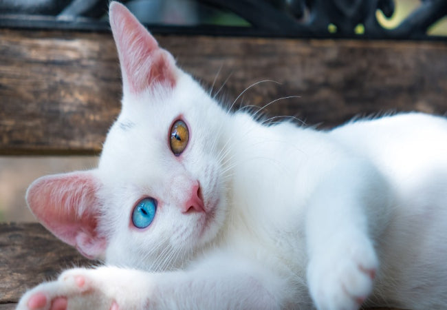 Why Cats Have Different Eye Colors 2025: Heterochromia & Genetics 👀