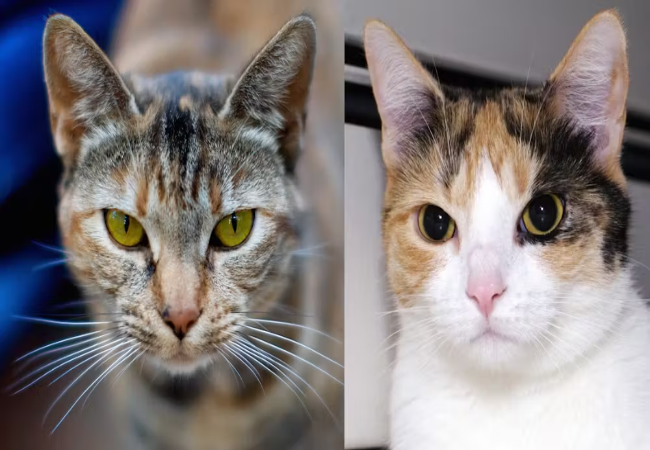 Why Cats Have Slit Pupils 2025: Science, Vision & Hunting 🐱
