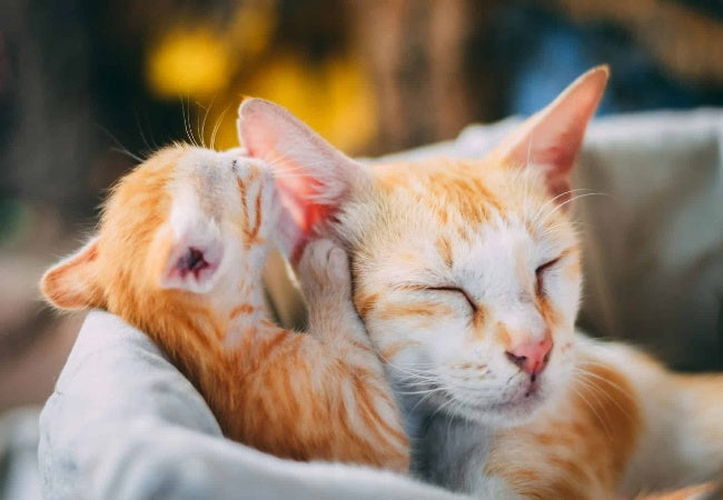 Why Cats Meow: Vet-Approved Guide to Feline Communication