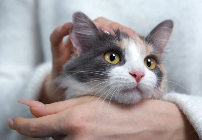 Why Cats Purr in 2025: Vet Approved Guide to Feline Behavior 🐱💛