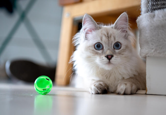 Why Cats Should Stay Indoors: Safety & Healthy Life