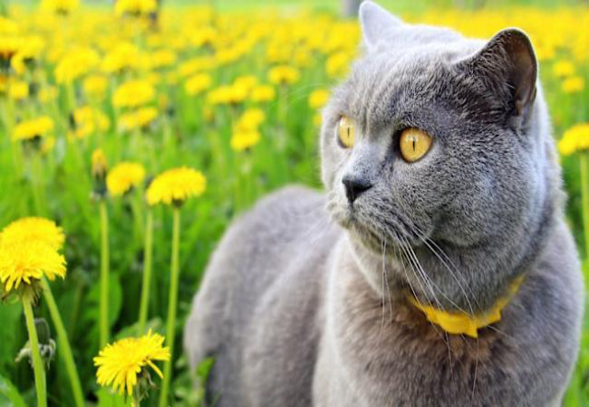 Why Cats Use Plants as a Toilet & How to Stop It 2025 🌱