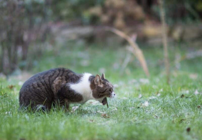Cat crouching in grass while appearing to vomit outdoors.