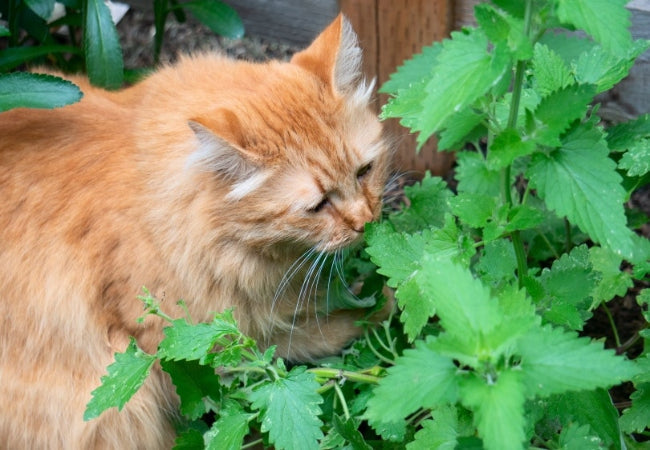 Why Do Cats Love Catnip? Feline Fun Explained 2025 🐱🌿