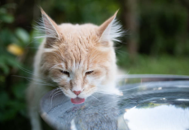 Why Is My Cat Drinking and Peeing More? Vet Guide