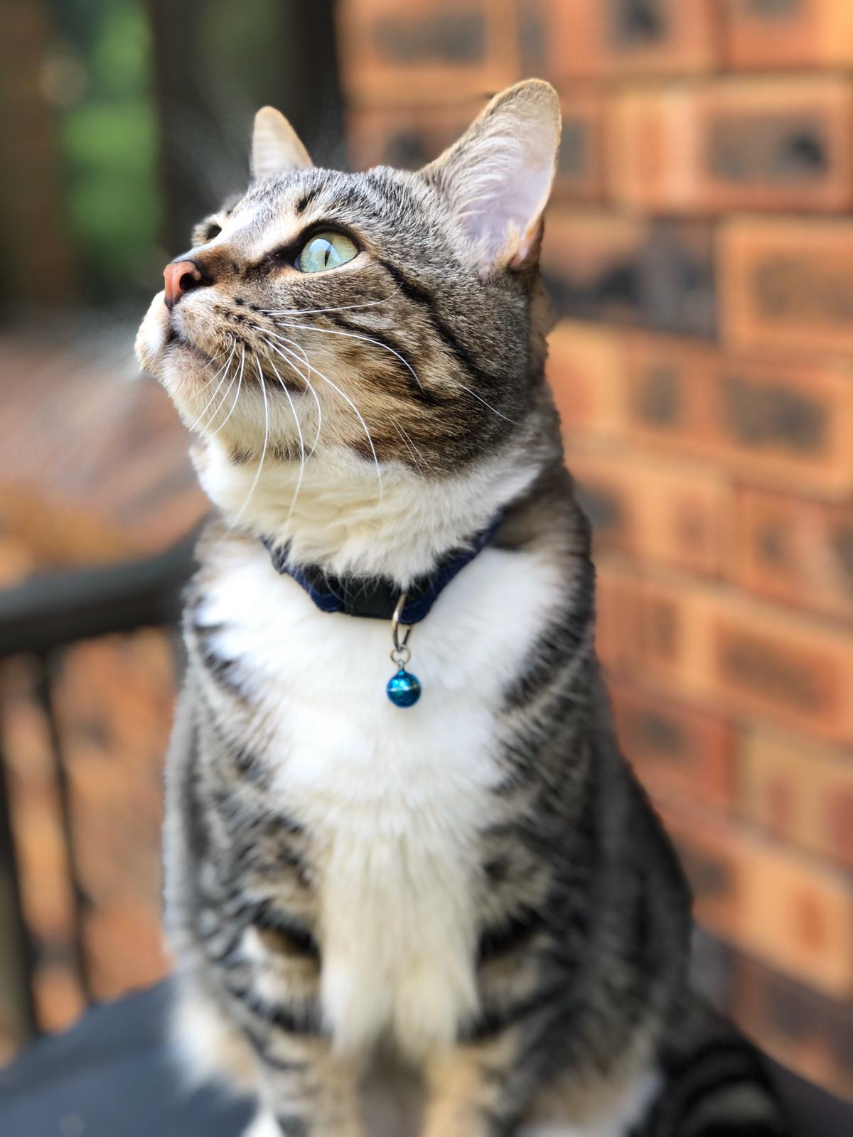 The Ultimate Guide to Every Cat Bed at Purrz (Find the Perfect Fit for Your Feline)