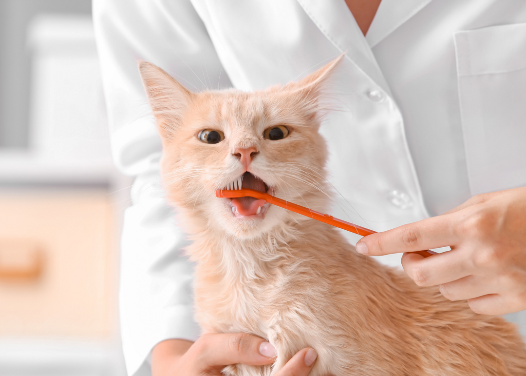 How can I look after my cats teeth?