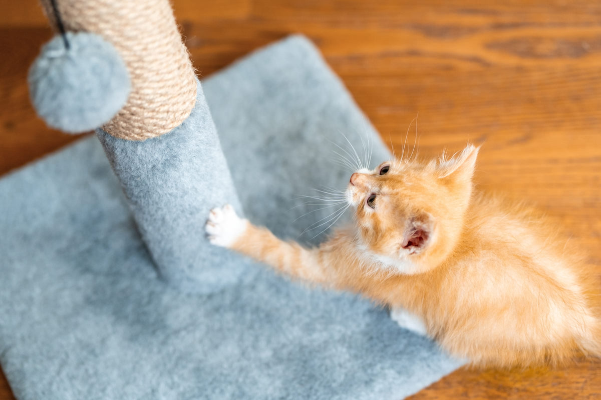 A ginger kitten bats at a toy hanging from a cat tower