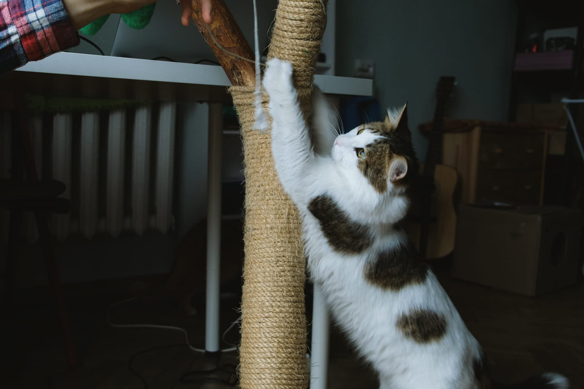 A black and white cat stretches up a tall sisal scratching post