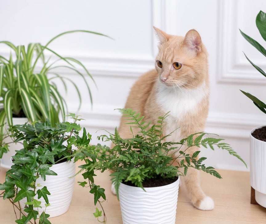 Why Cats Use Plants as a Toilet & How to Stop It