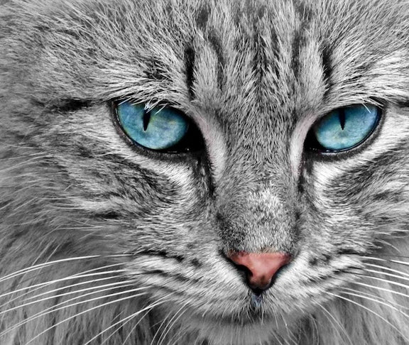 Cat Color Vision: Vet-Approved Insights on Feline Sight