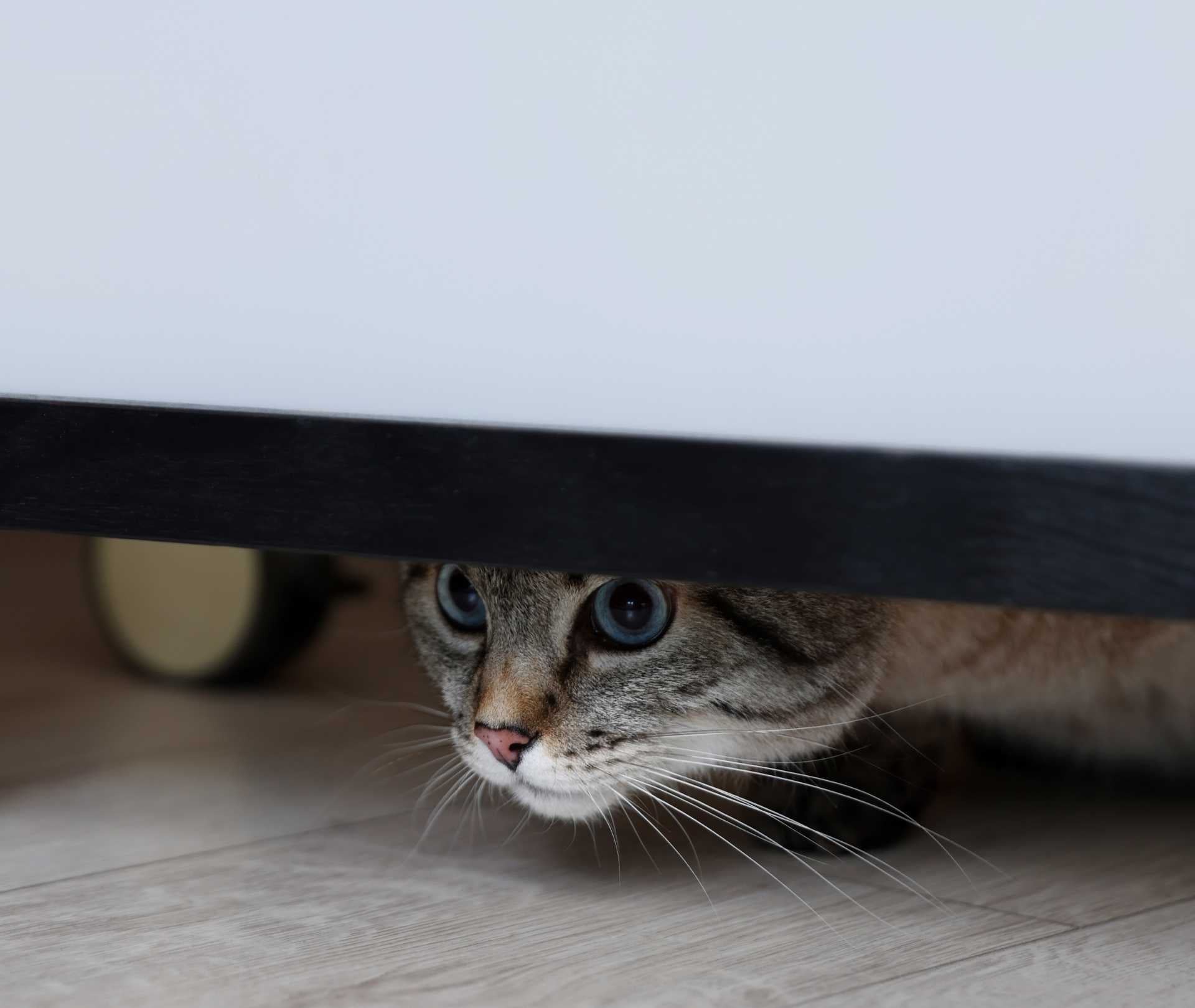 Cat Territory Mapping: Vet Guide to Beds, Shelves & Hideouts – Purrz