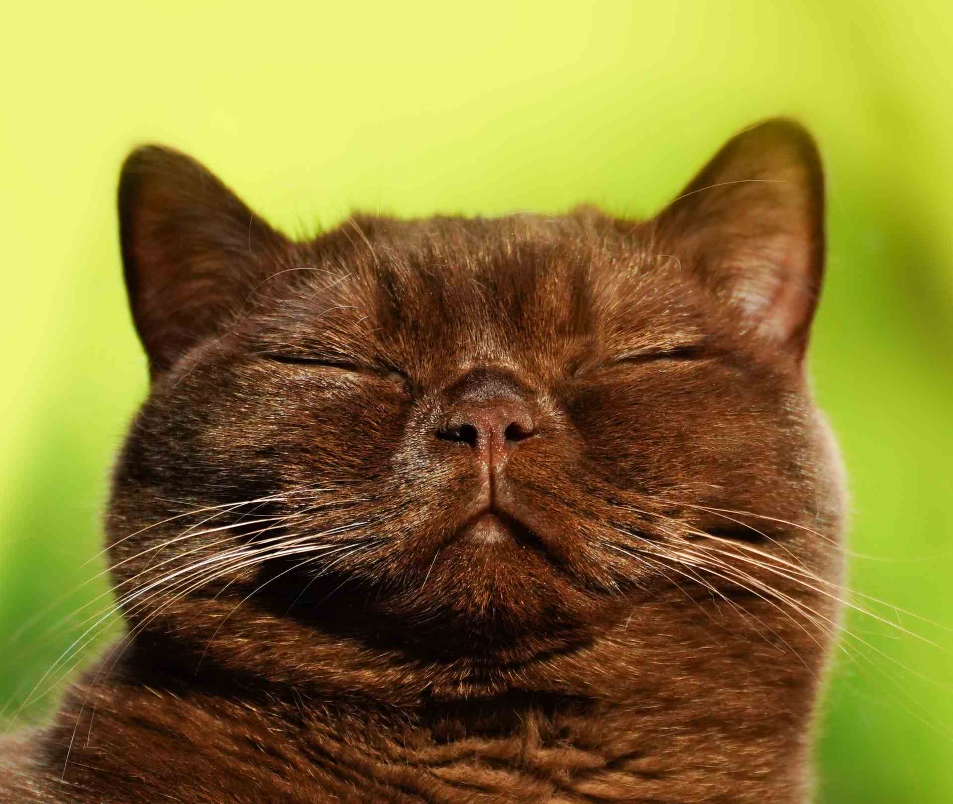 Cat Hearing in: Vet-Approved Guide to Feline Ears & Sound