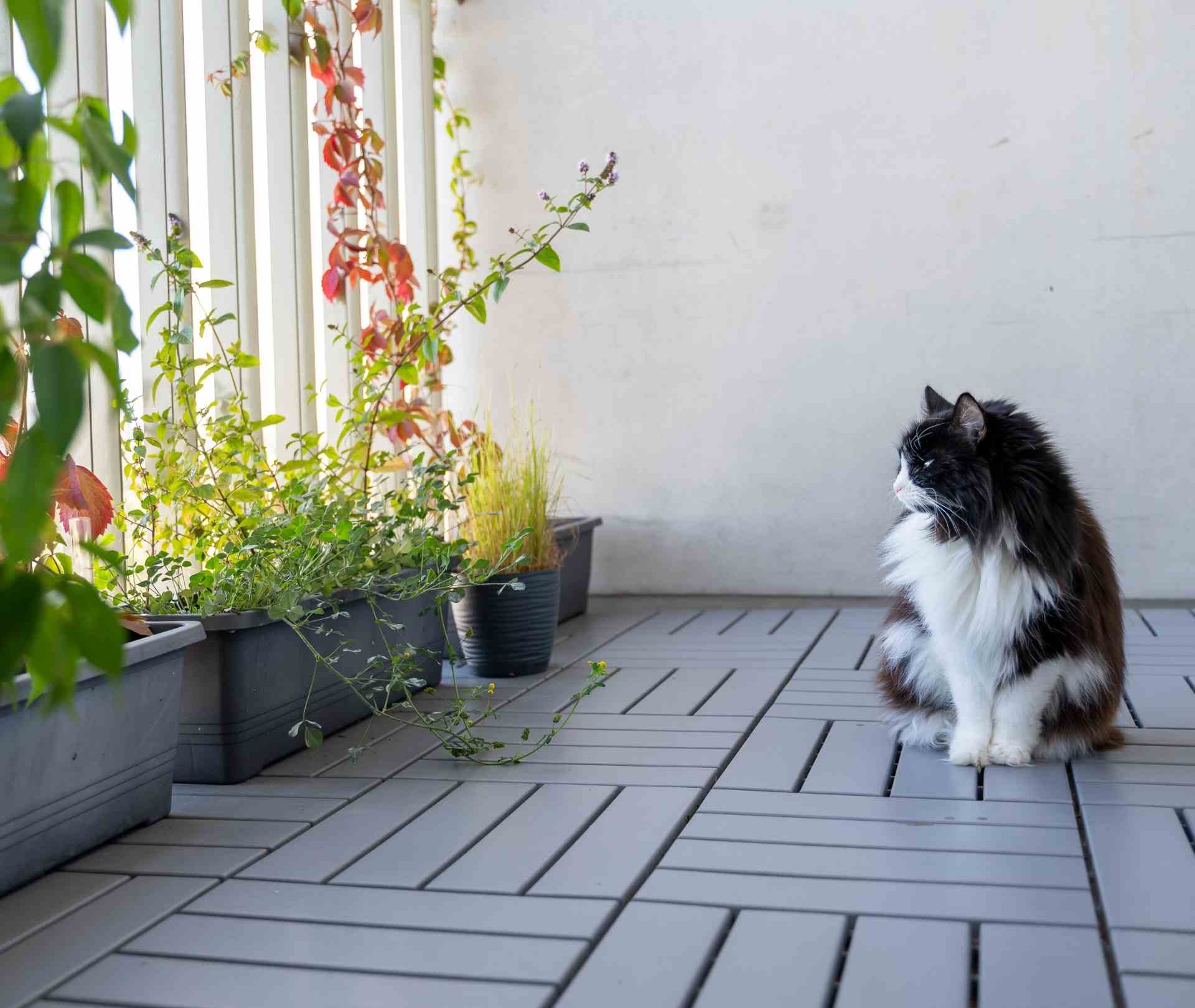 How to Safely Let Your Cat Enjoy the Balcony: A Guide