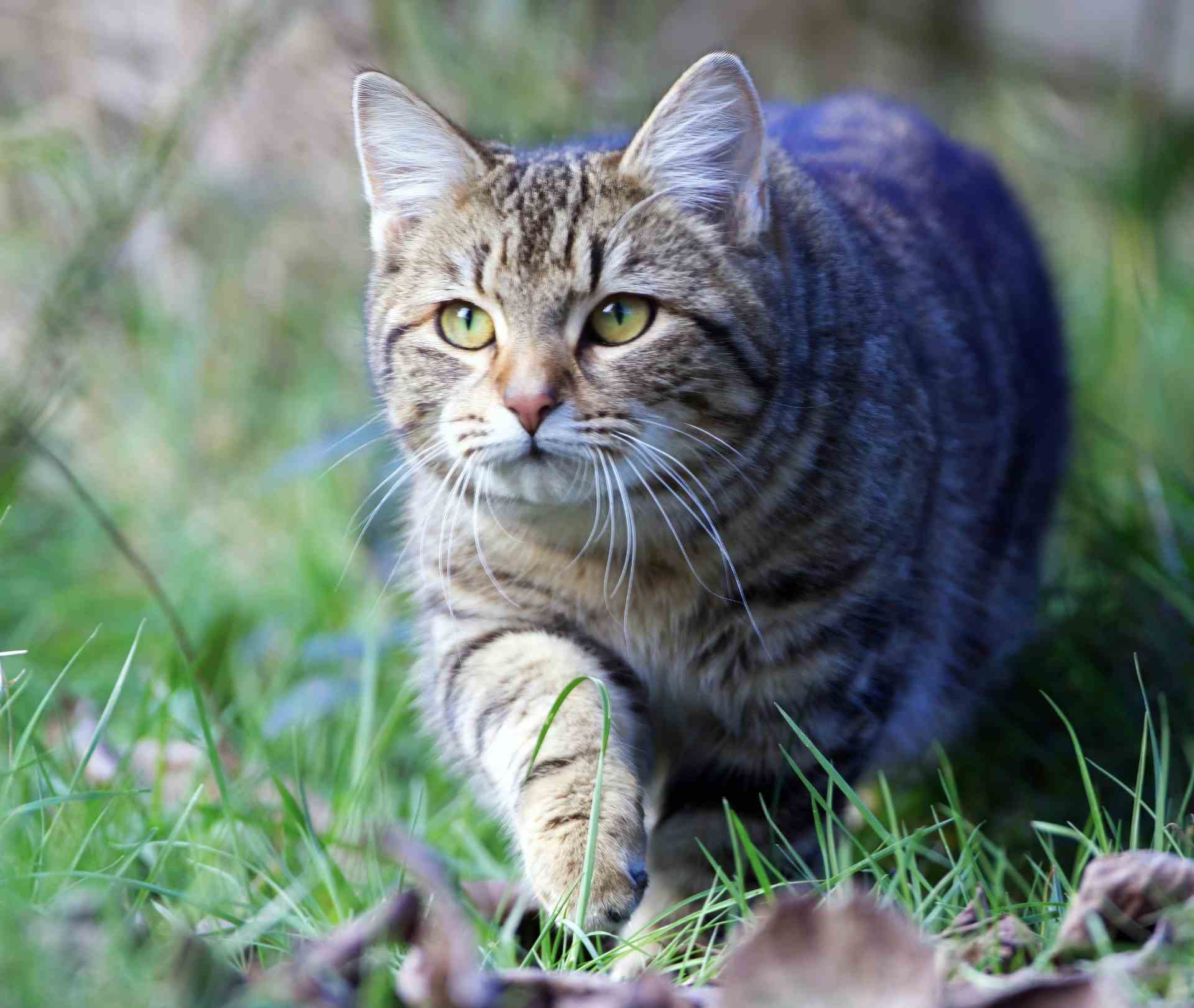 Indoor vs. Outdoor Cats: Vet-Approved Lifestyle Guide