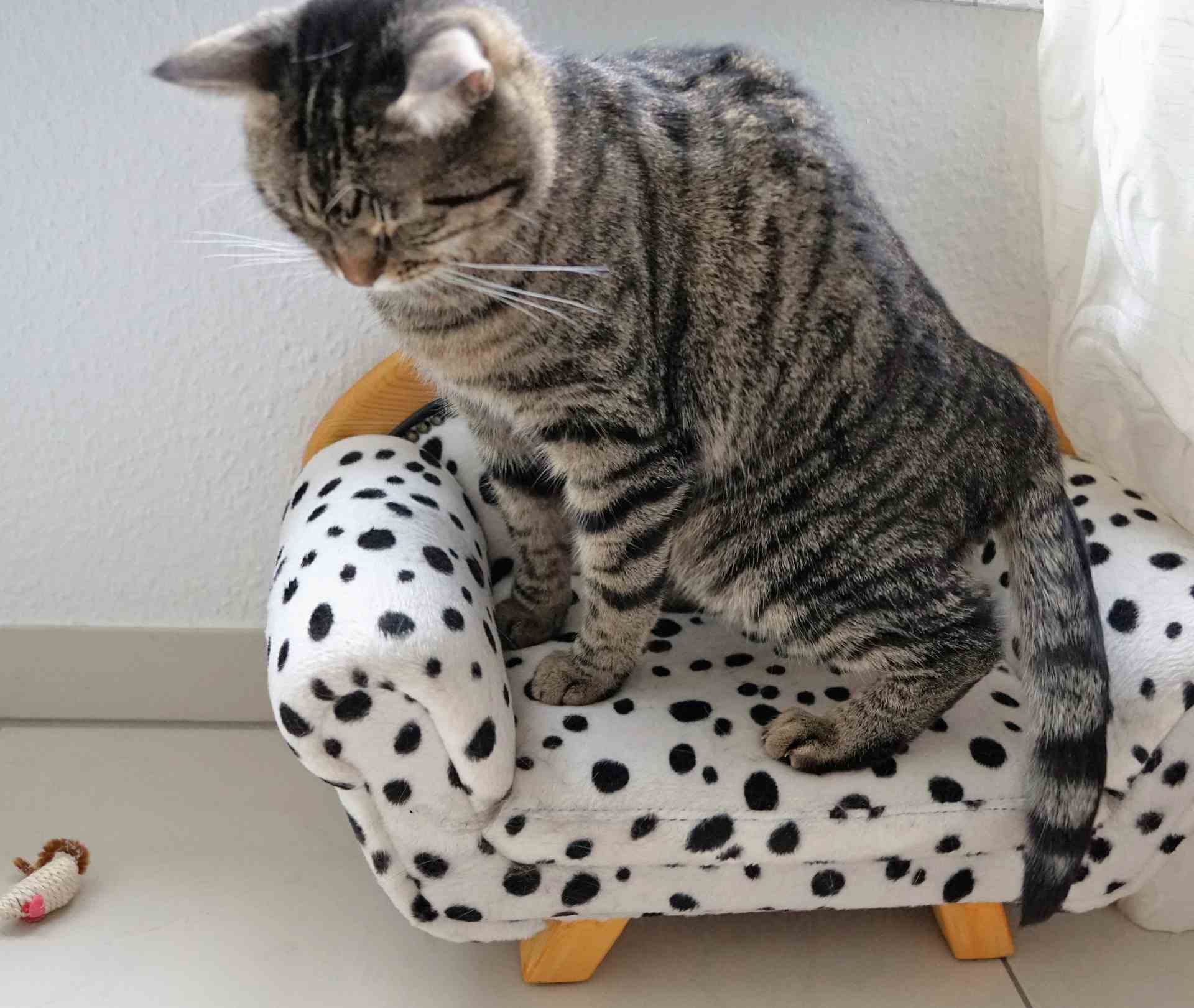 Vet-Approved Guide: Why Cats Pee Indoors & How to Stop It